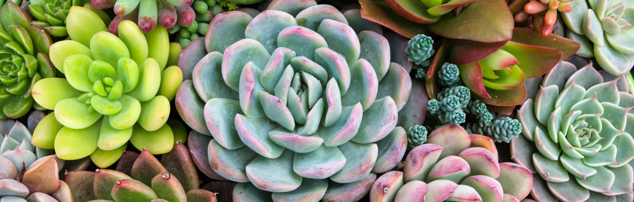 Rectangular arrangement of succulents; cactus succulents in a pl